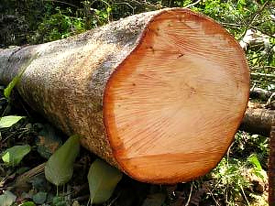 Bois débité de Ilomba